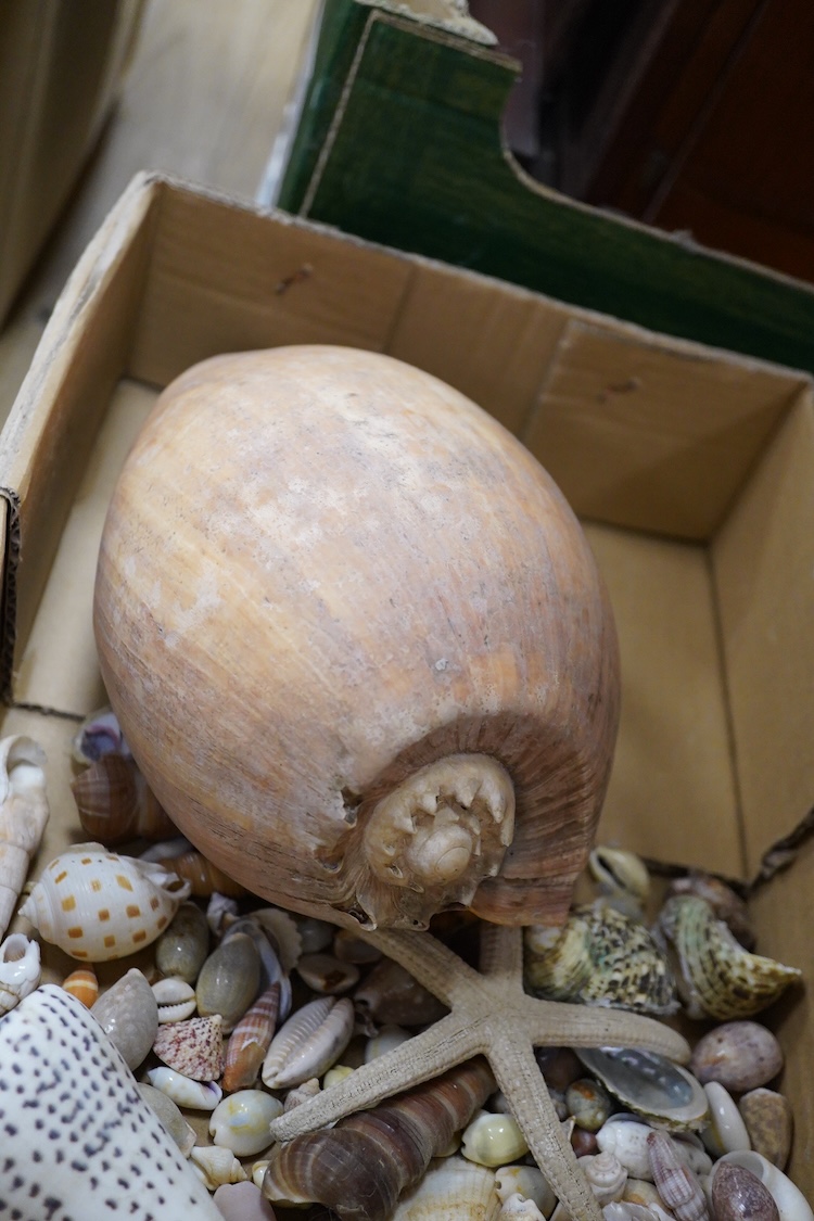 A selection of seashells and other marine invertebrates